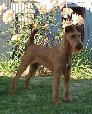 irish terrier dogs 101